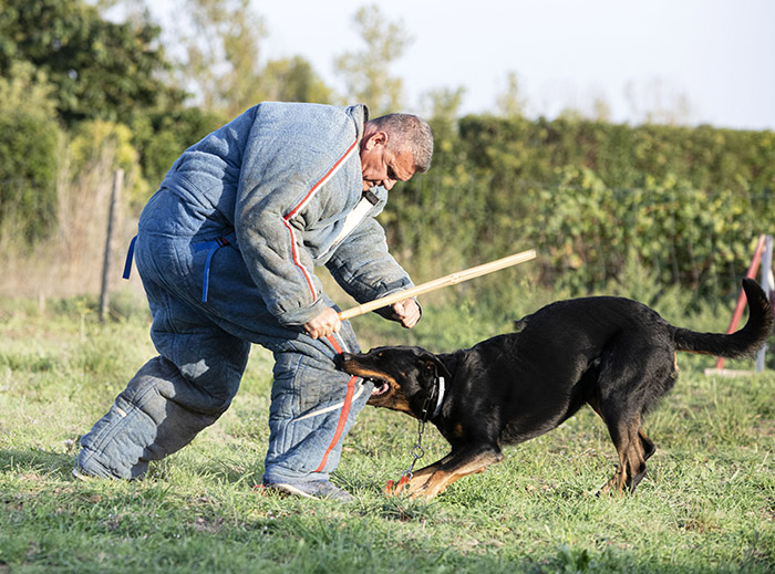 DOG BITE INJURY ATTORNEY DOG BITE INJURY ATTORNEY