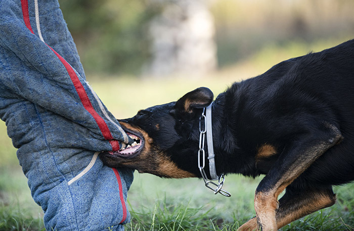 DOG BITE INJURY LAWYER DOG BITE INJURY LAWYER