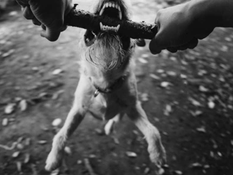 dog bite injury